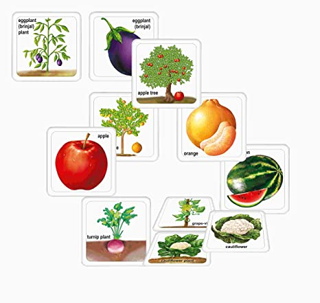 Creative's Fruits Vegetables And Their Plants