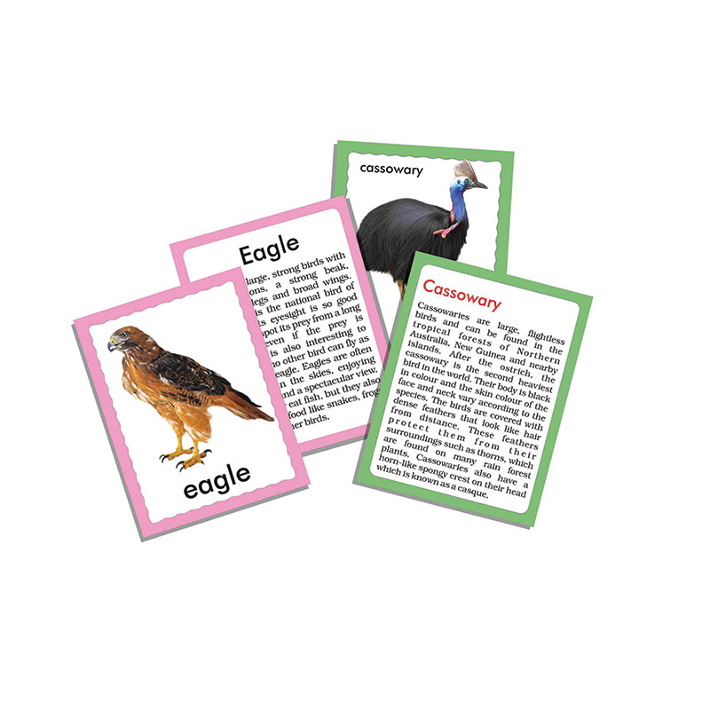 Creative's Discover Birds 36 Jumbo Flash Cards